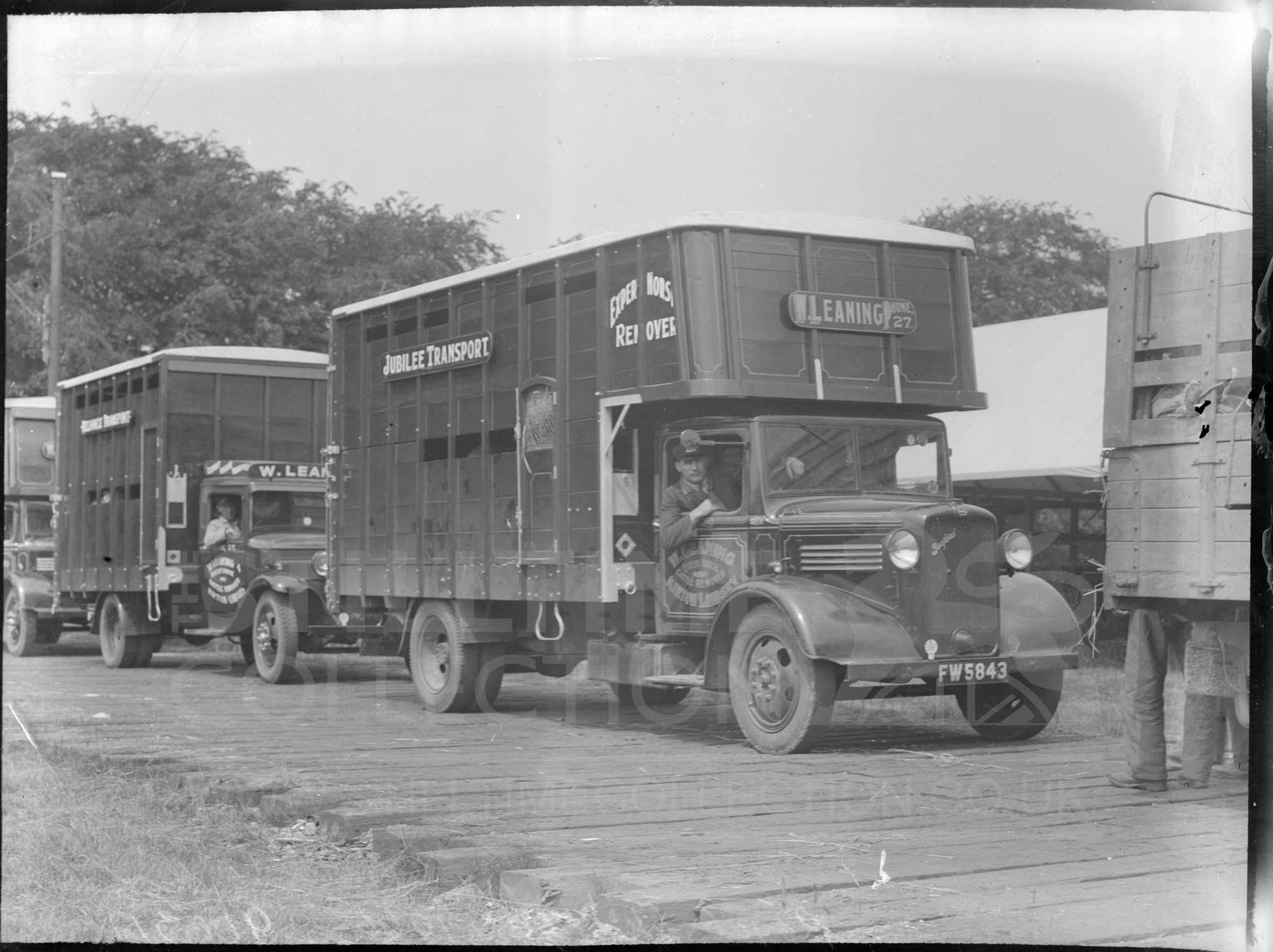 Tpt Transport Truck Lorry Wagon Bedford Cattle Cows The Stilltime 