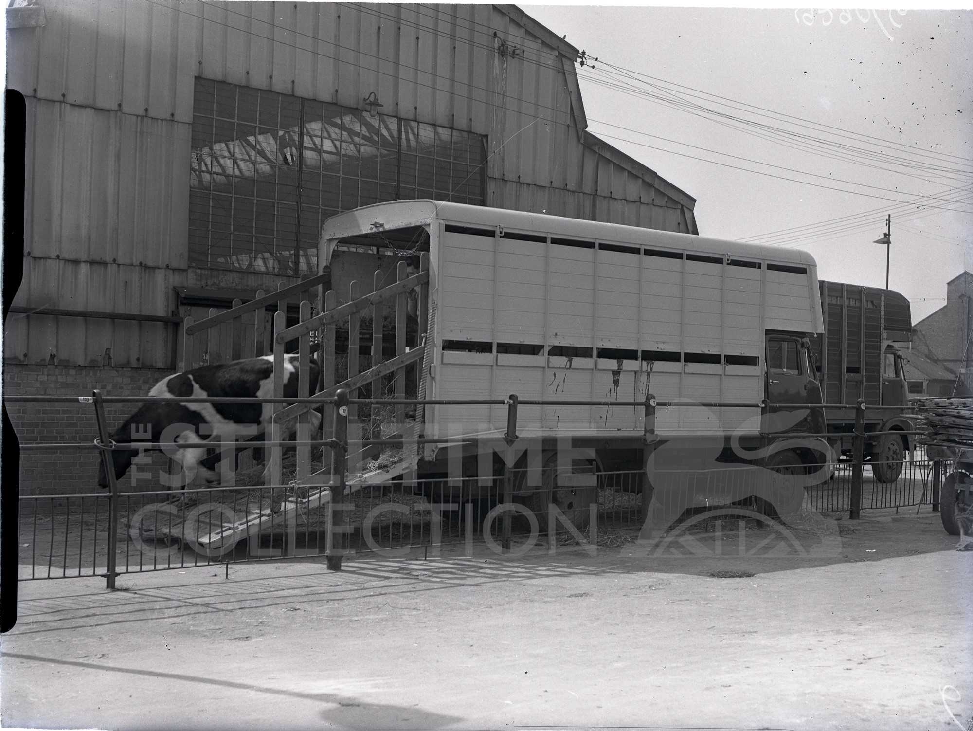 tpt transport truck lorry wagon farm animals cattle cows transportation