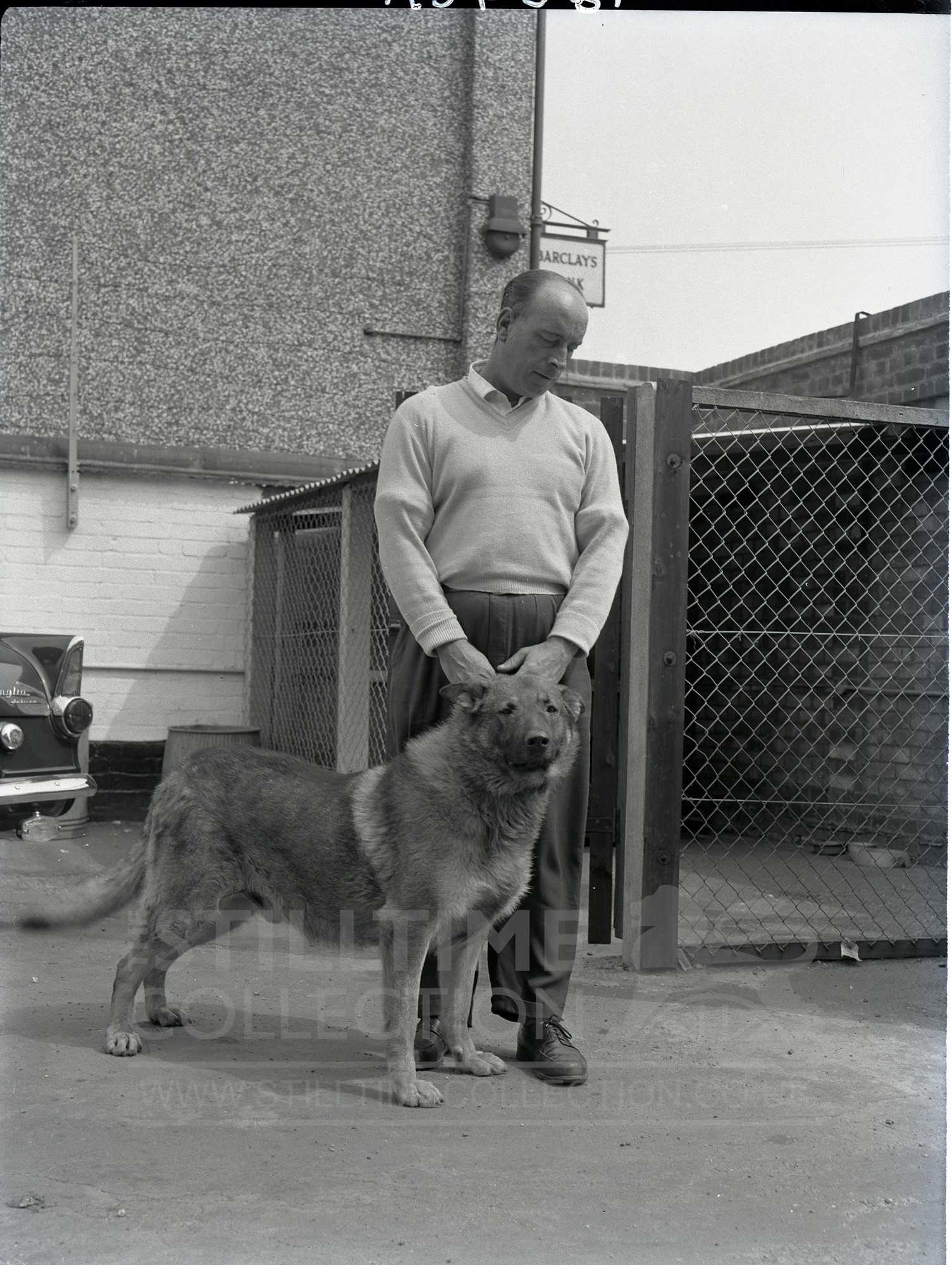 animal guard dog alsatian security | The Stilltime Collection